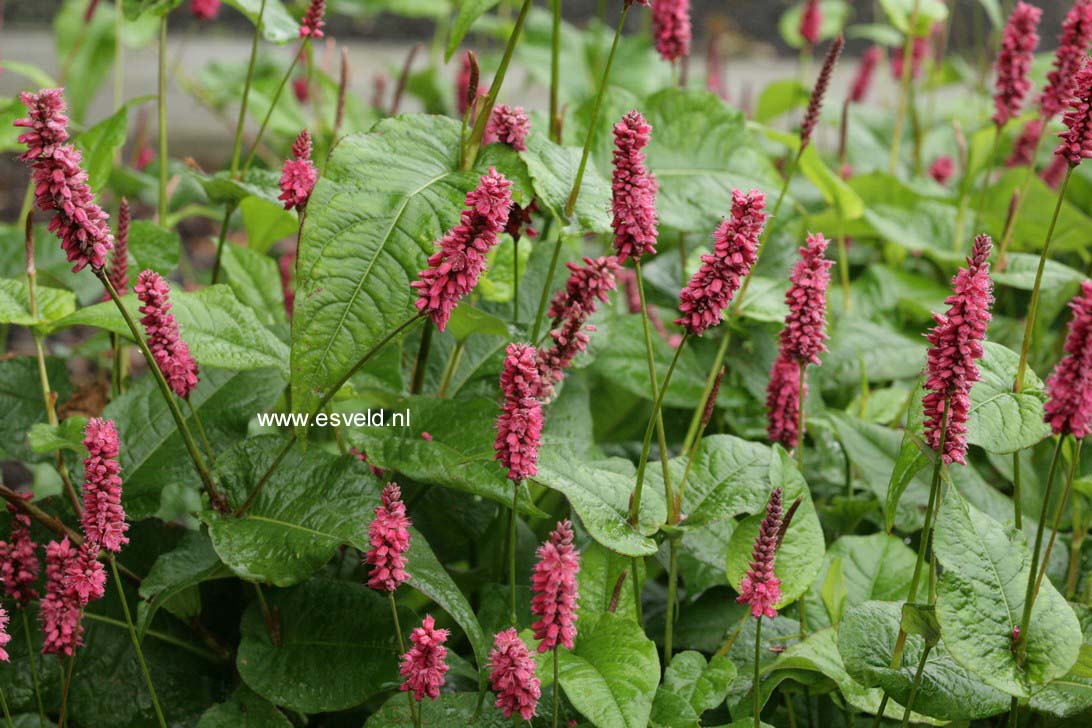 Persicaria amplexicaulis 'Lisan'