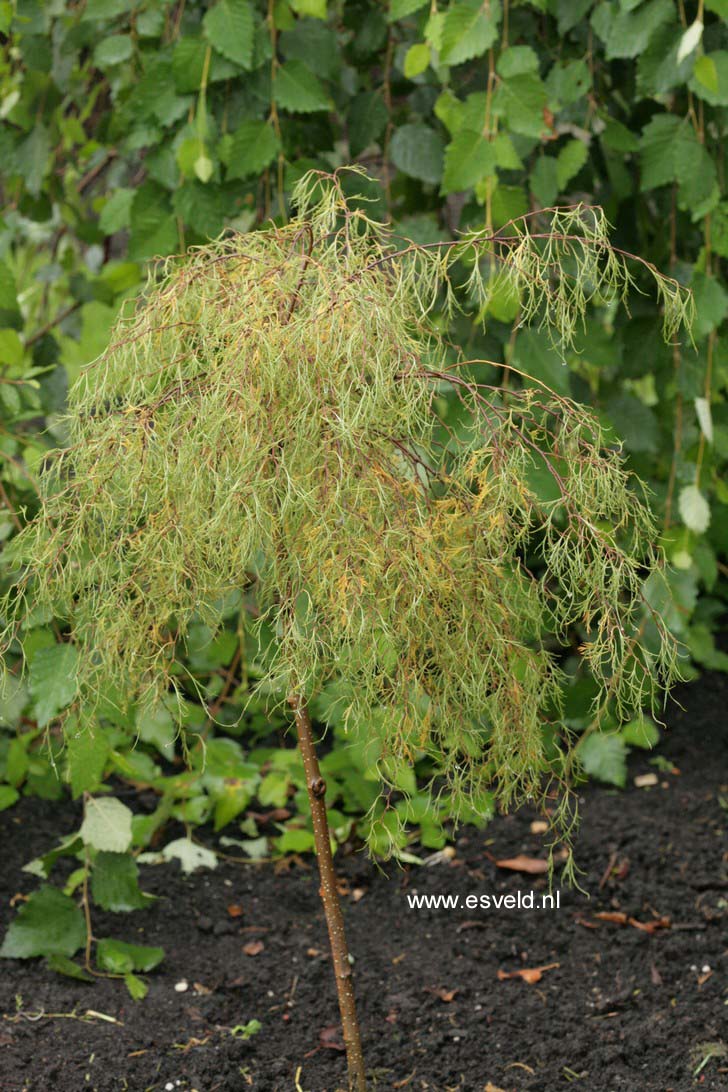 Betula pendula 'Karaca'