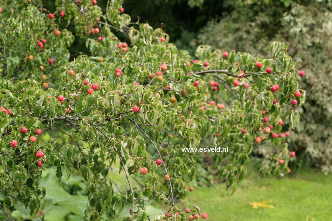 Cornus kousa