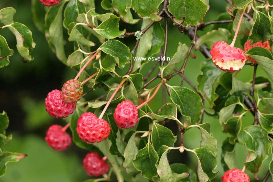 Cornus kousa