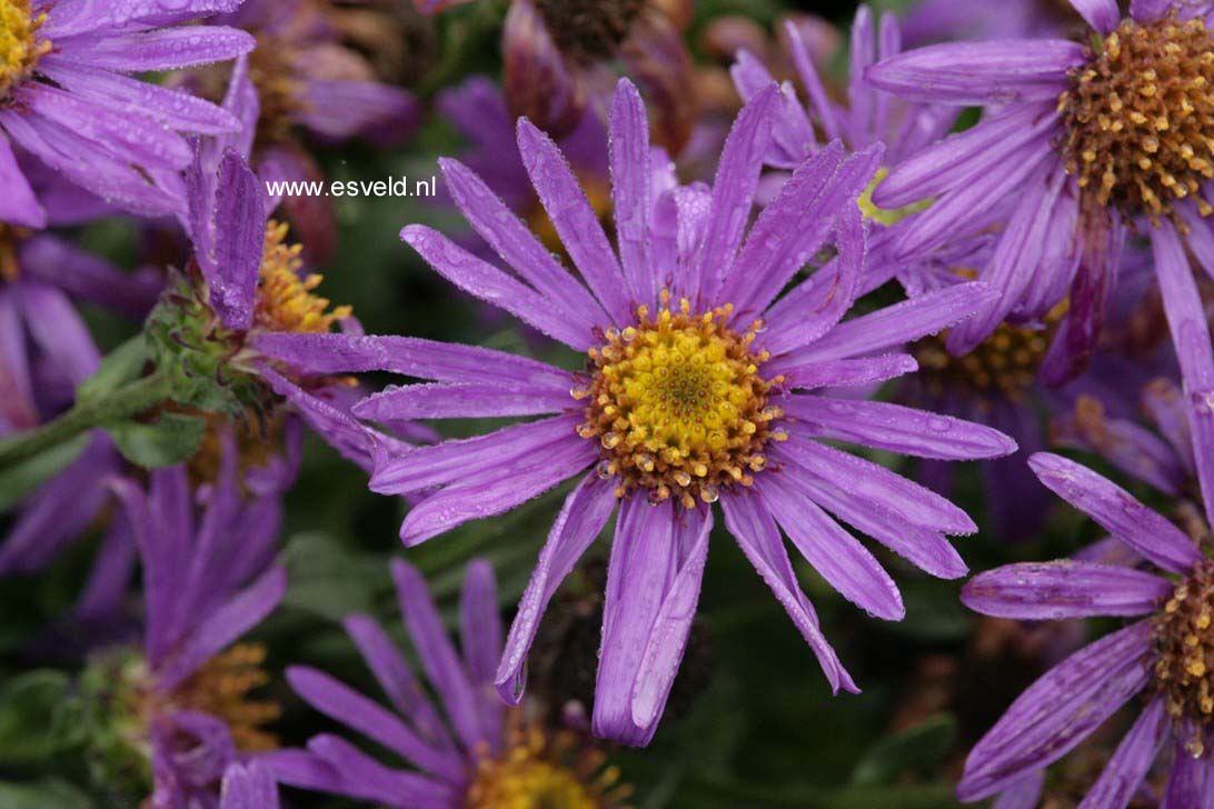 Aster amellus 'Blue King'