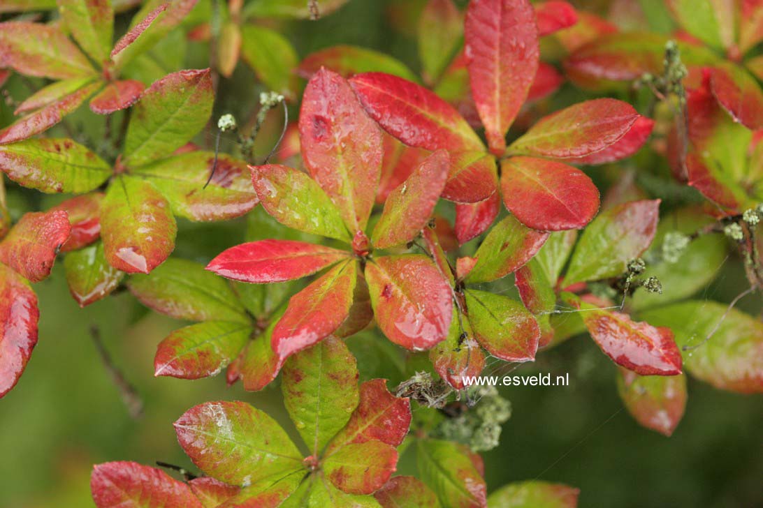Azalea 'Carat'