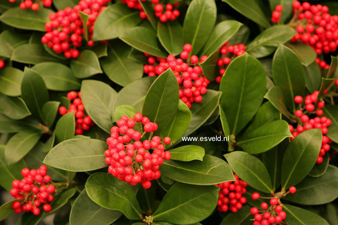 Skimmia japonica 'Veitchii'