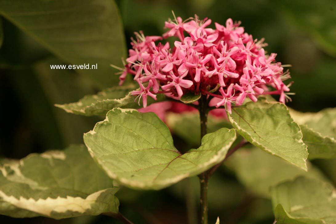 Clerodendrum bungei 'Pink Diamond'