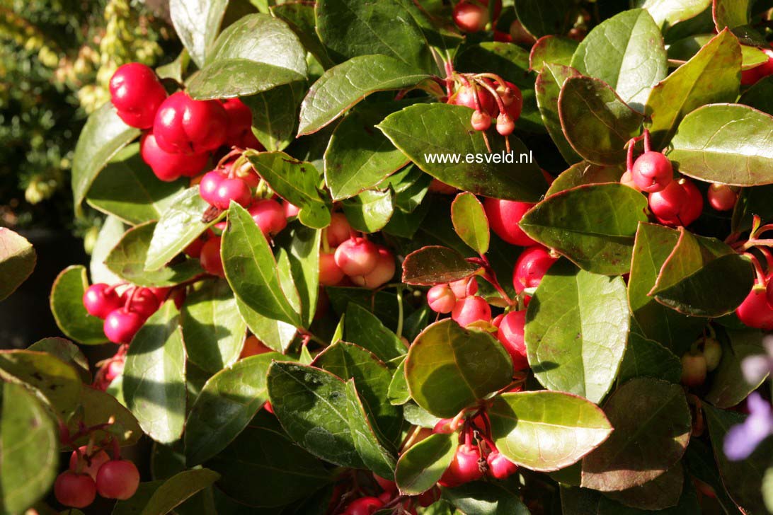 Gaultheria procumbens