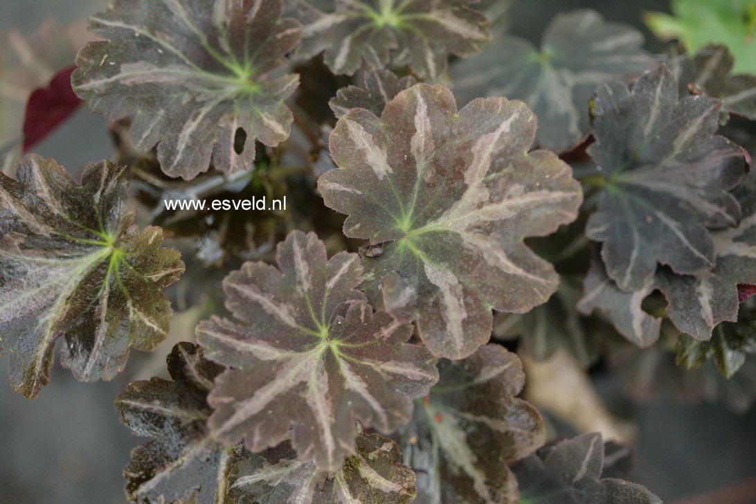 Saxifraga 'Silver Velvet' (76673)