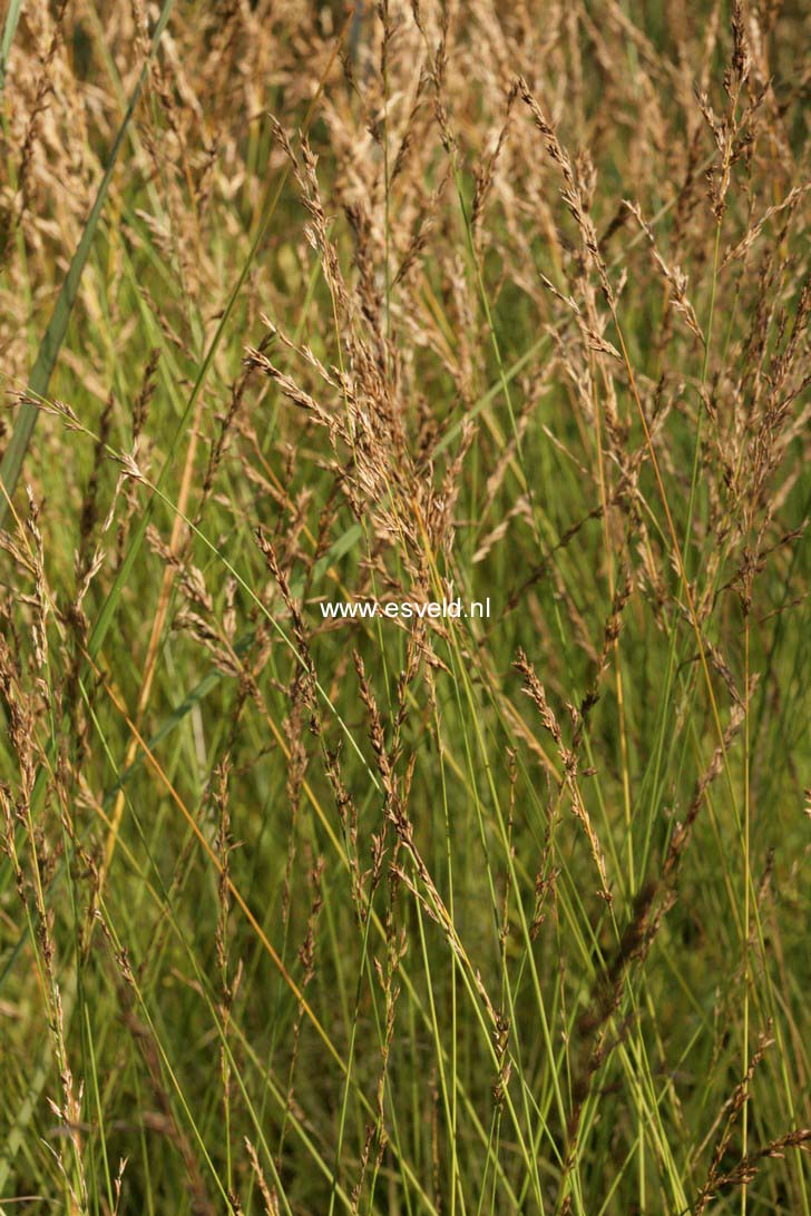 Molinia caerulea 'Poul Petersen'