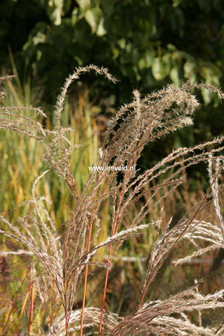 Miscanthus sinensis 'Flamingo'