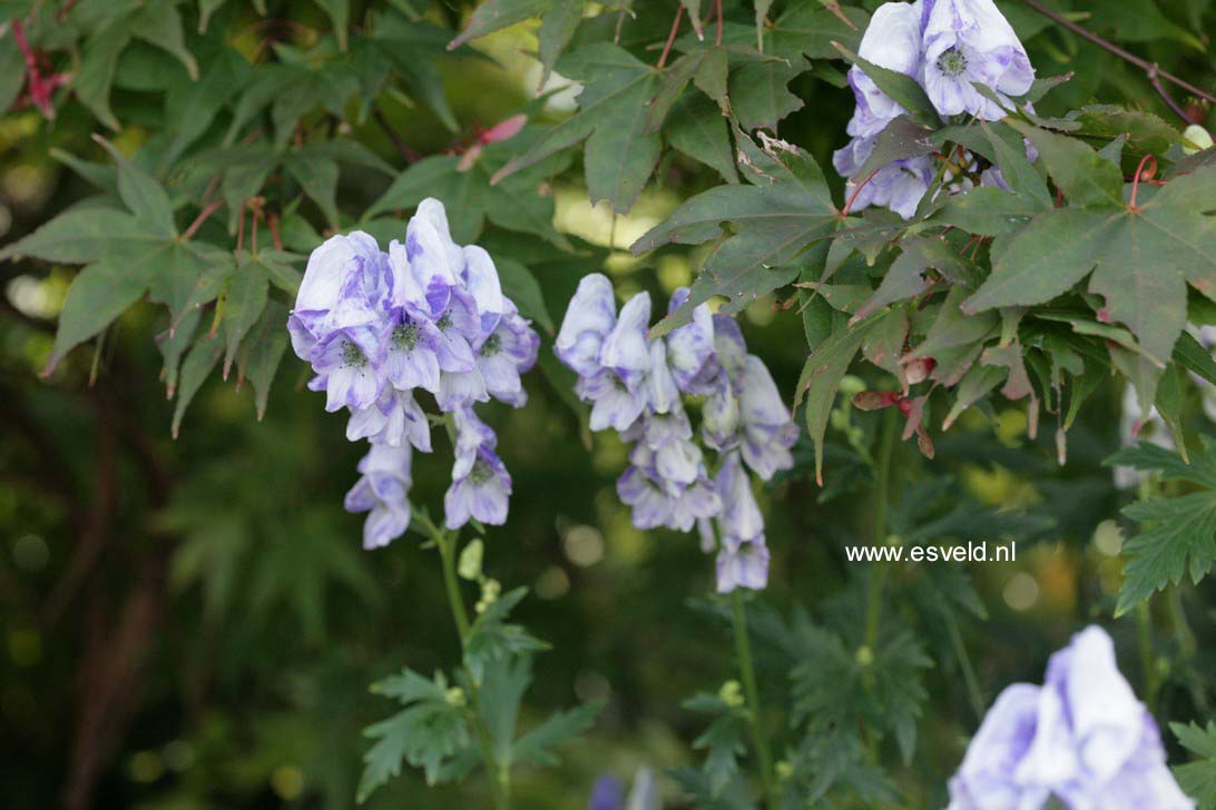 Aconitum carmichaelii 'Cloudy'