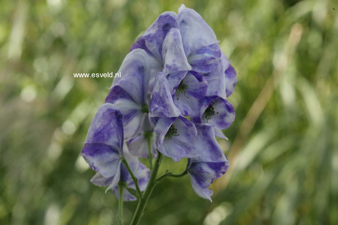 Aconitum carmichaelii 'Cloudy'