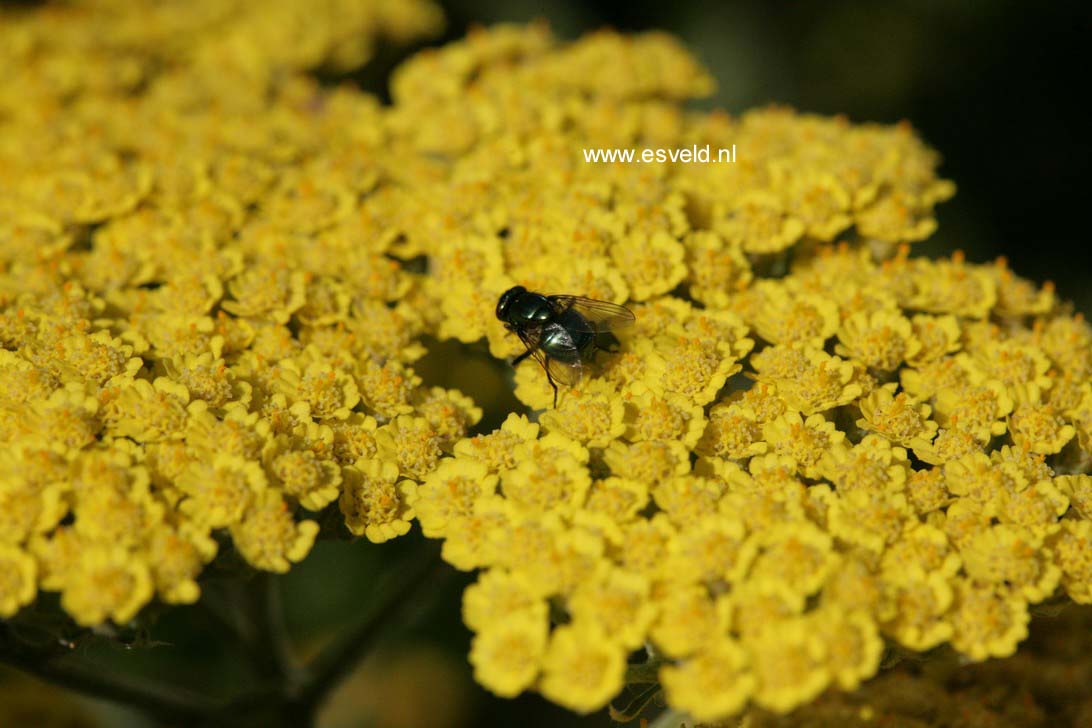 Achillea 'Moonshine'