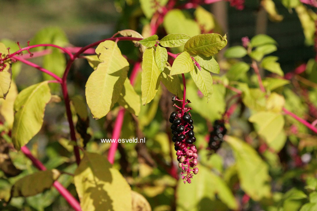 Phytolacca americana