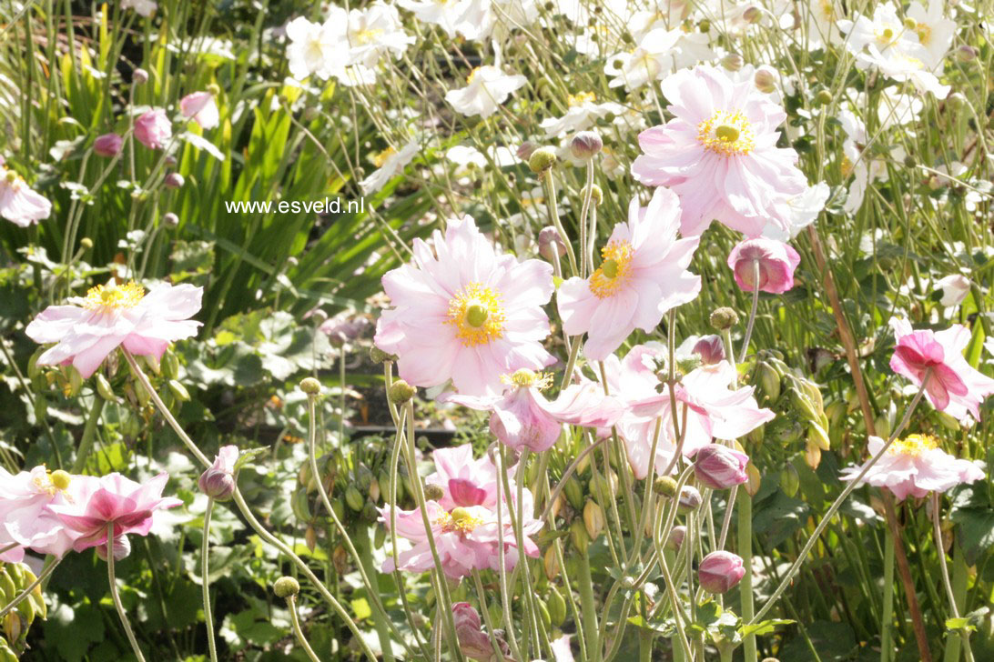 Anemone hybrida 'Max Vogel'