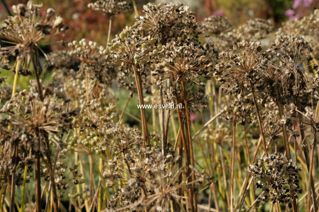 Allium tuberosum