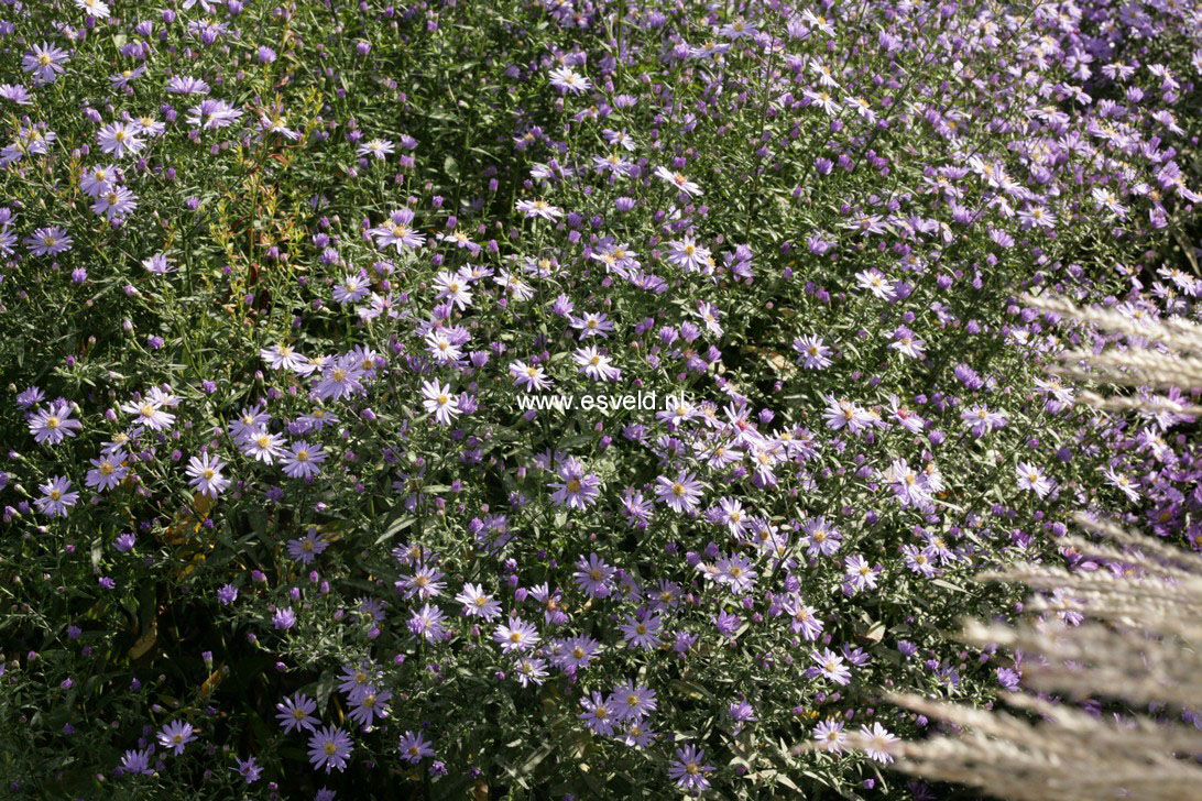 Aster 'Little Carlow'