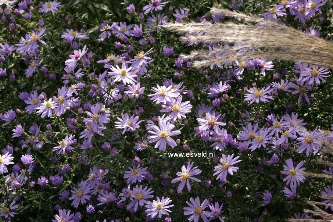 Aster 'Little Carlow'