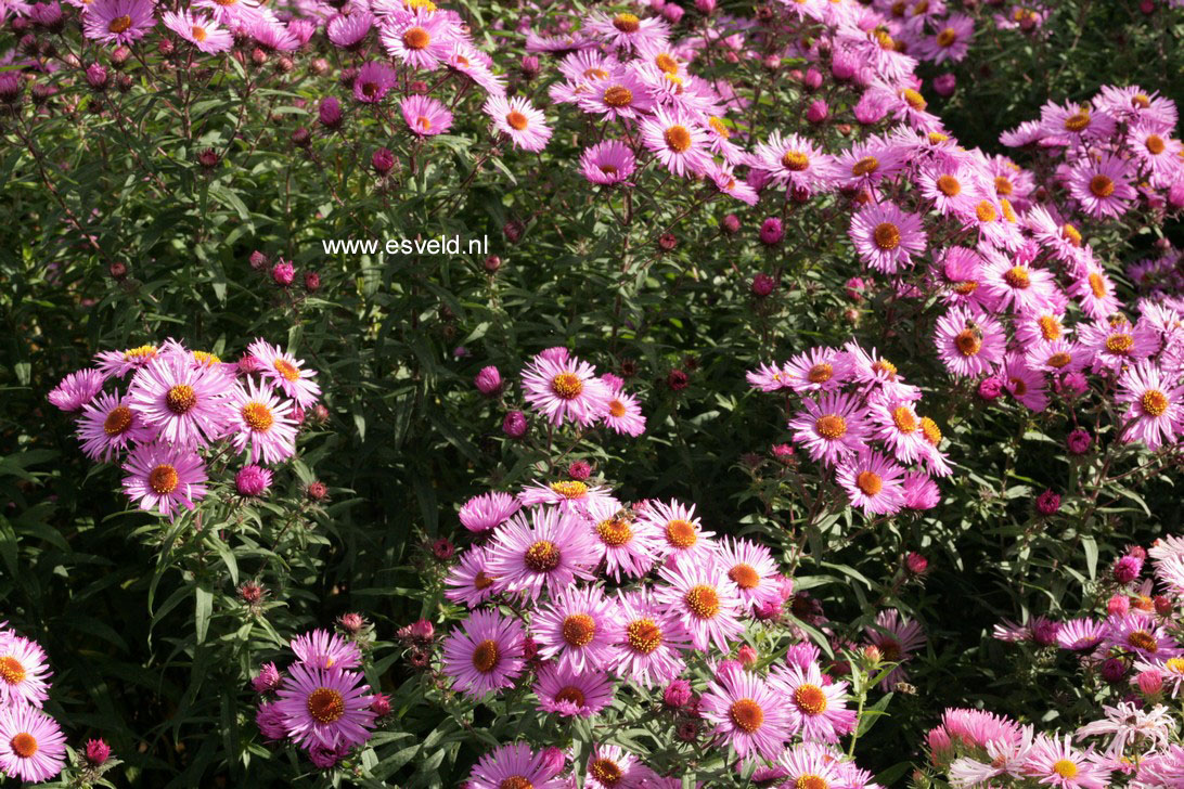 Aster novae-angliae 'Barr's Pink'