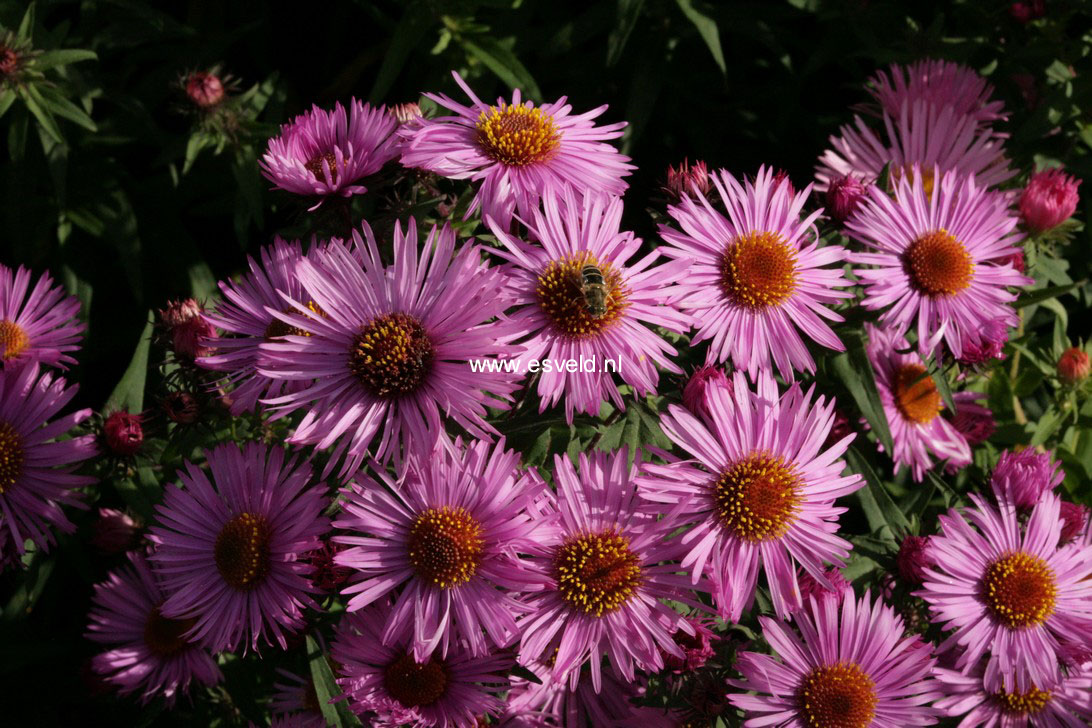 Aster novae-angliae 'Barr's Pink'
