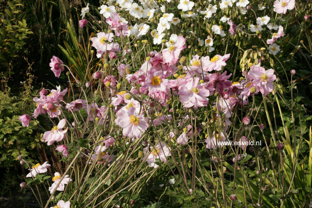 Anemone hybrida 'Max Vogel'