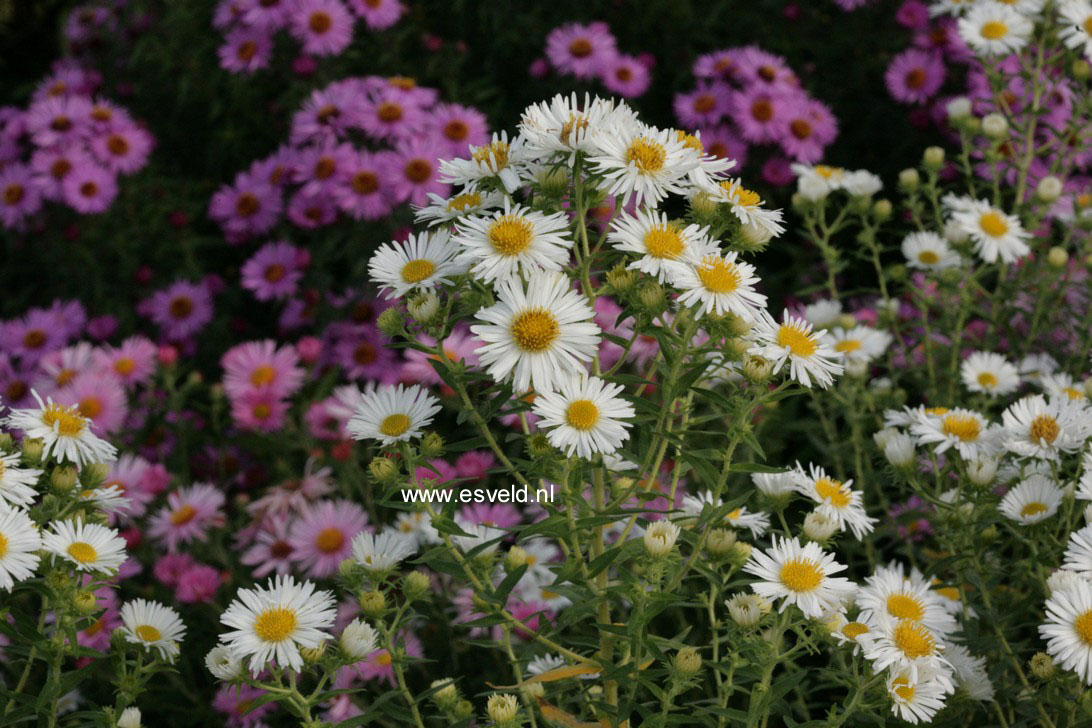 Aster novae-angliae 'Herbstschnee'