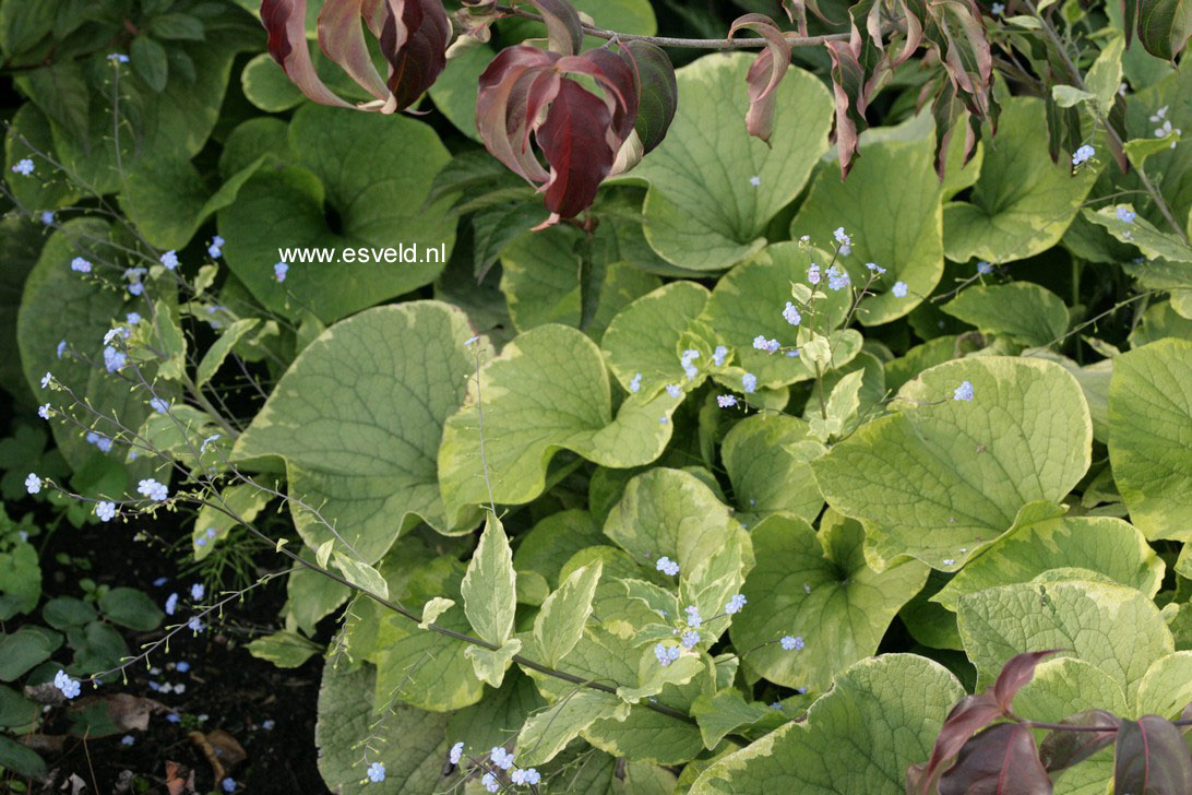 Brunnera macrophylla 'Hadspen Cream'