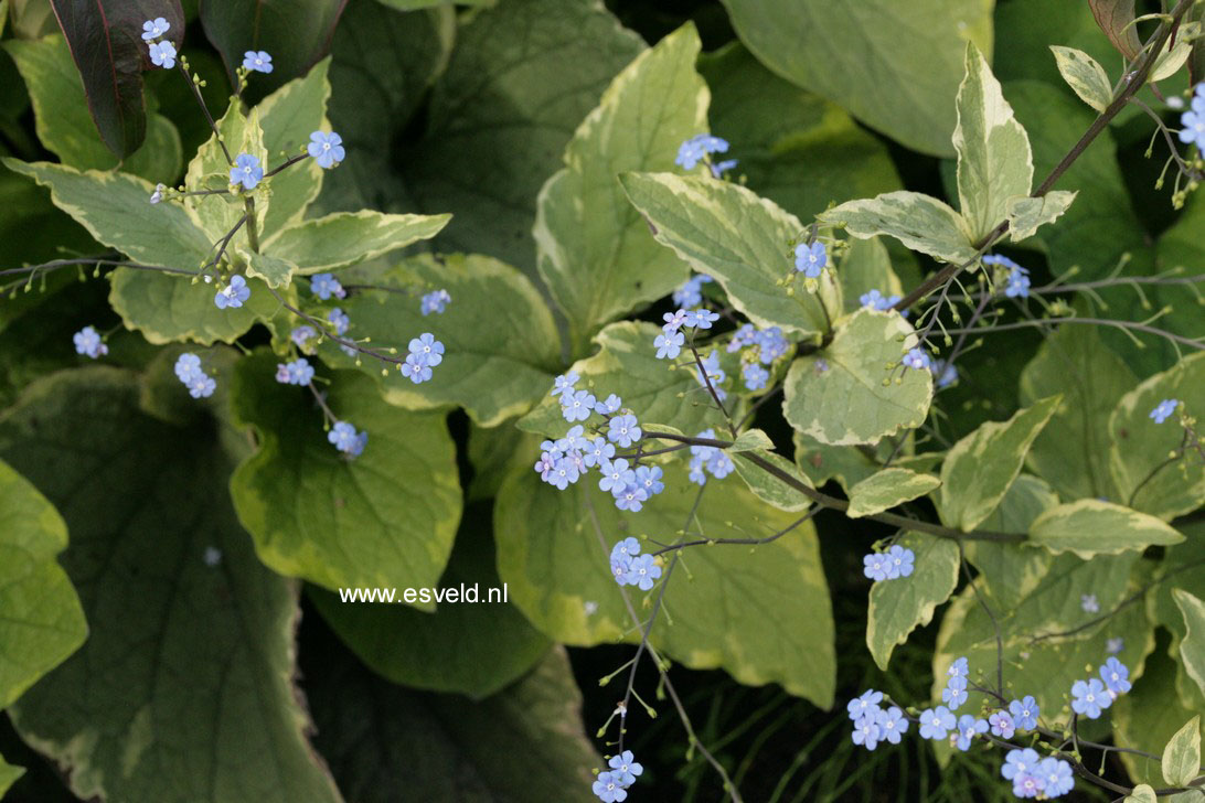 Brunnera macrophylla 'Hadspen Cream'