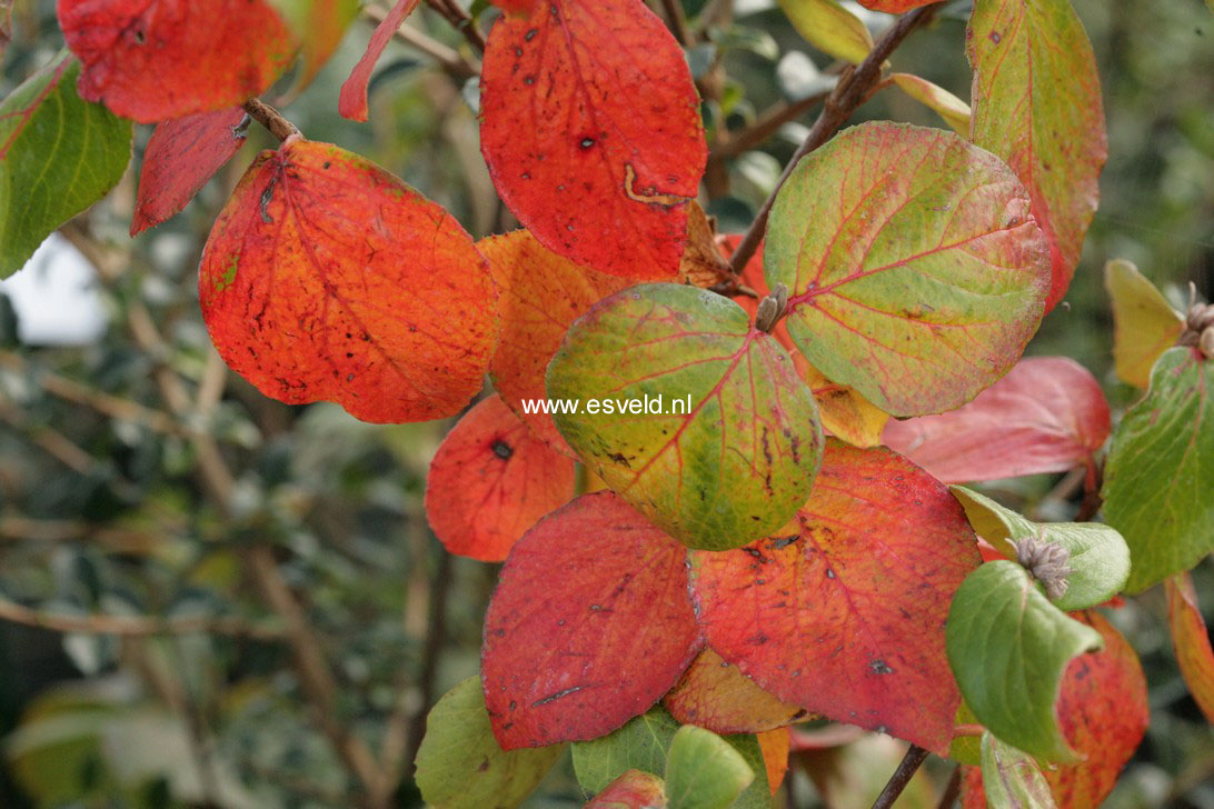 Viburnum burkwoodii 'Anne Russell'