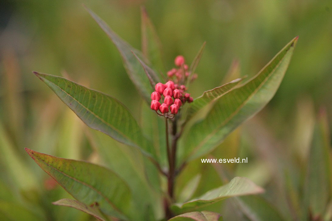 Asclepias tuberosa