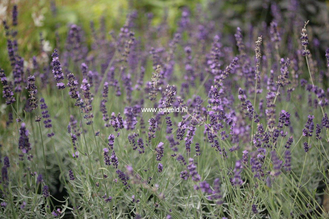 Lavandula angustifolia 'Hidcote'