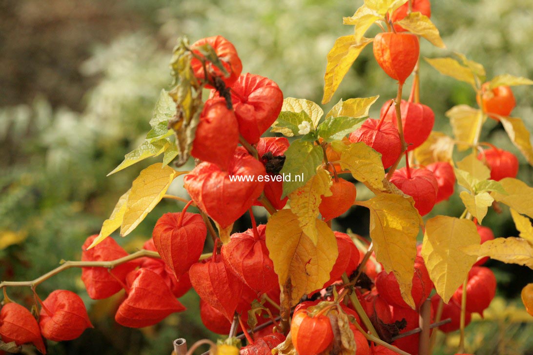 Physalis alkekengi franchetii