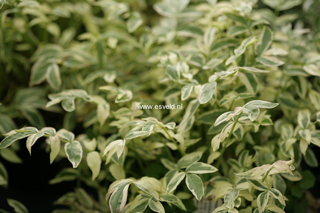 Polemonium reptans 'Stairway to Heaven'