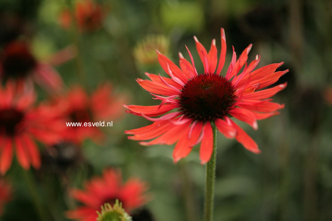 Echinacea purpurea 'Hot Lava'
