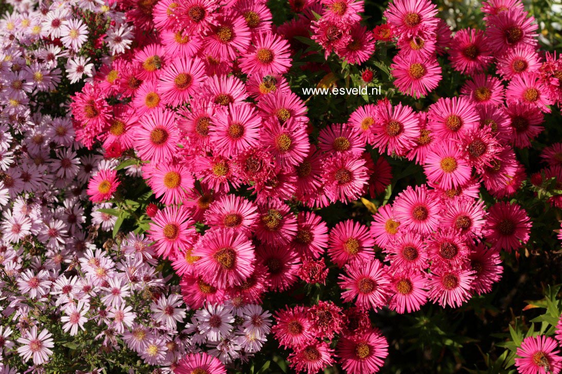 Aster novae-angliae 'Andenken an Alma Poetschke'