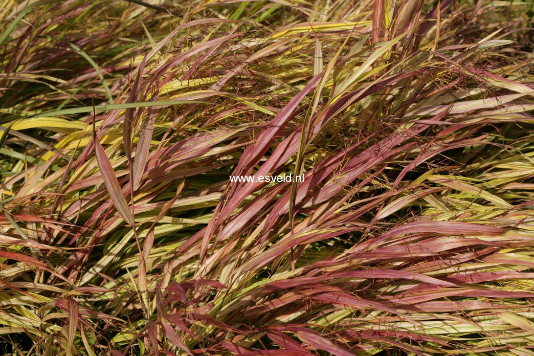 Hakonechloa macra 'Aureola'