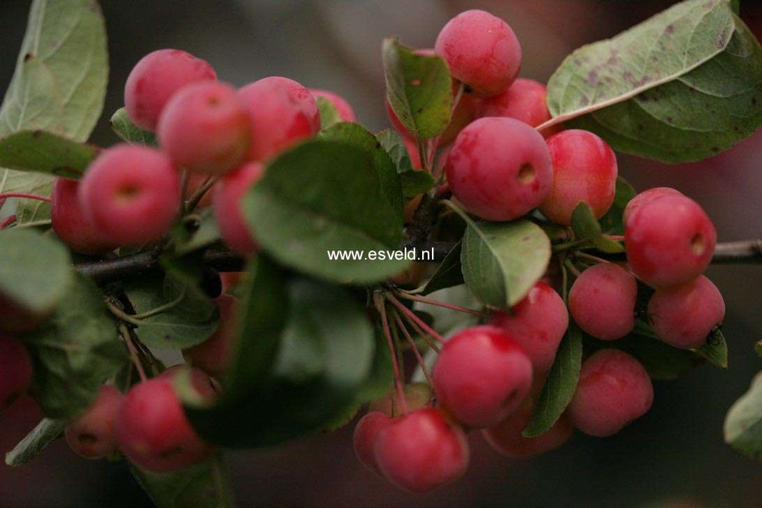 Malus 'Red Sentinel'