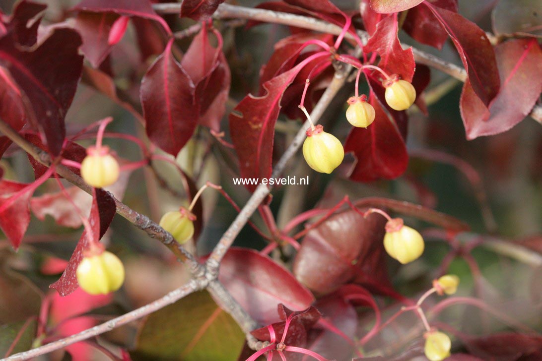 Euonymus grandiflorus 'Red Wine'