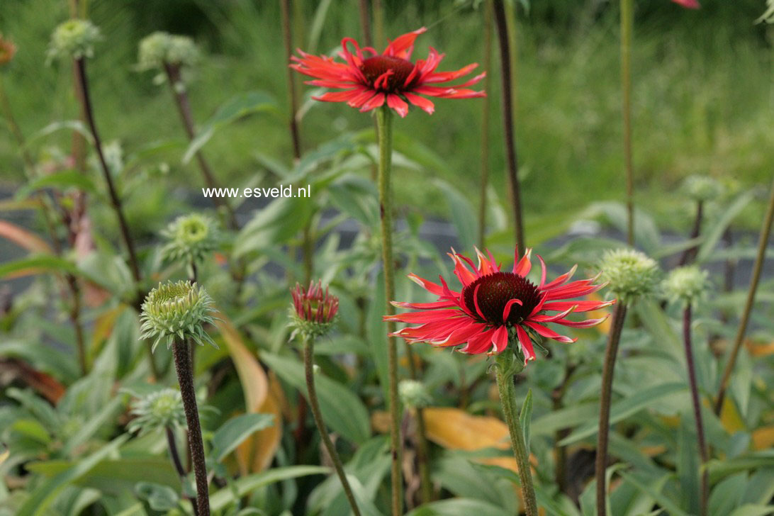 Echinacea purpurea 'Hot Lava'