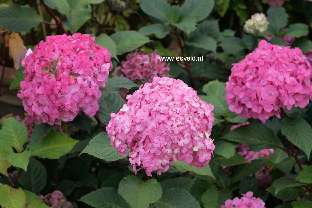 Hydrangea macrophylla