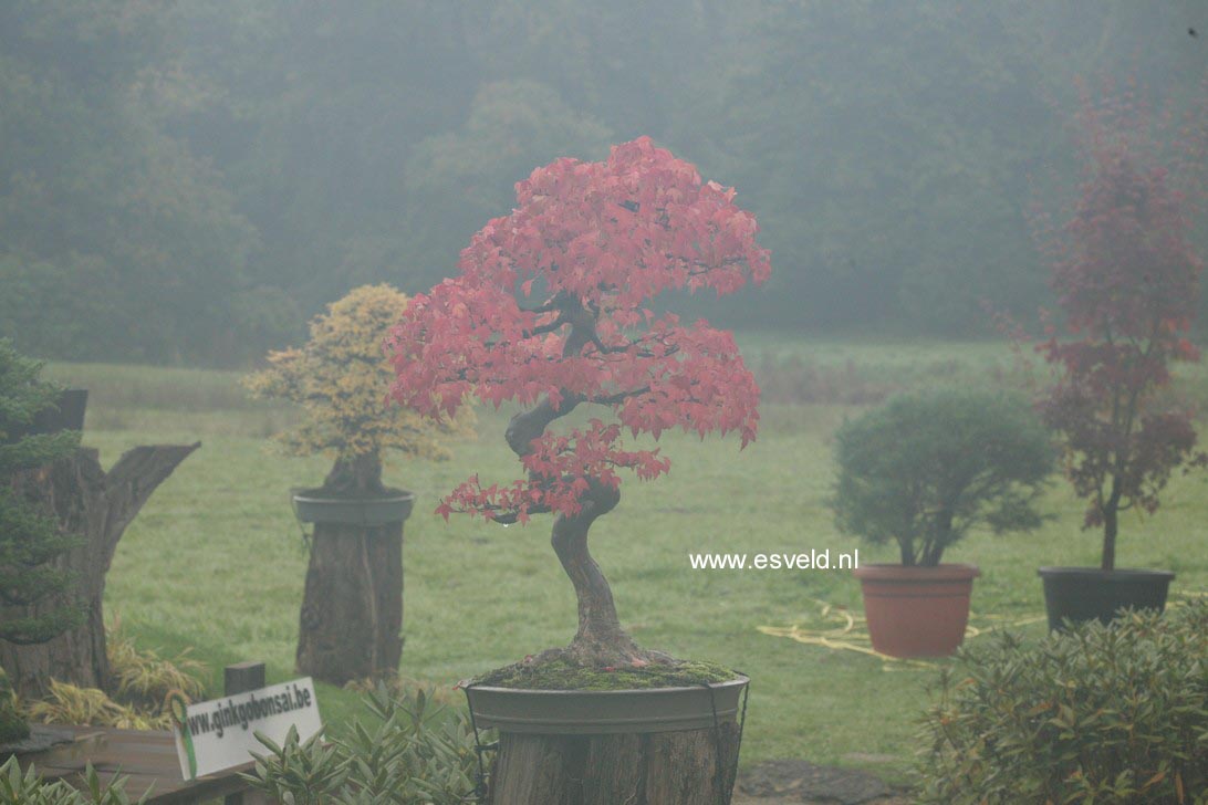 Acer buergerianum