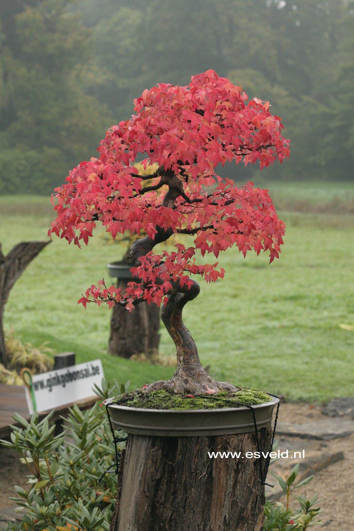 Acer buergerianum