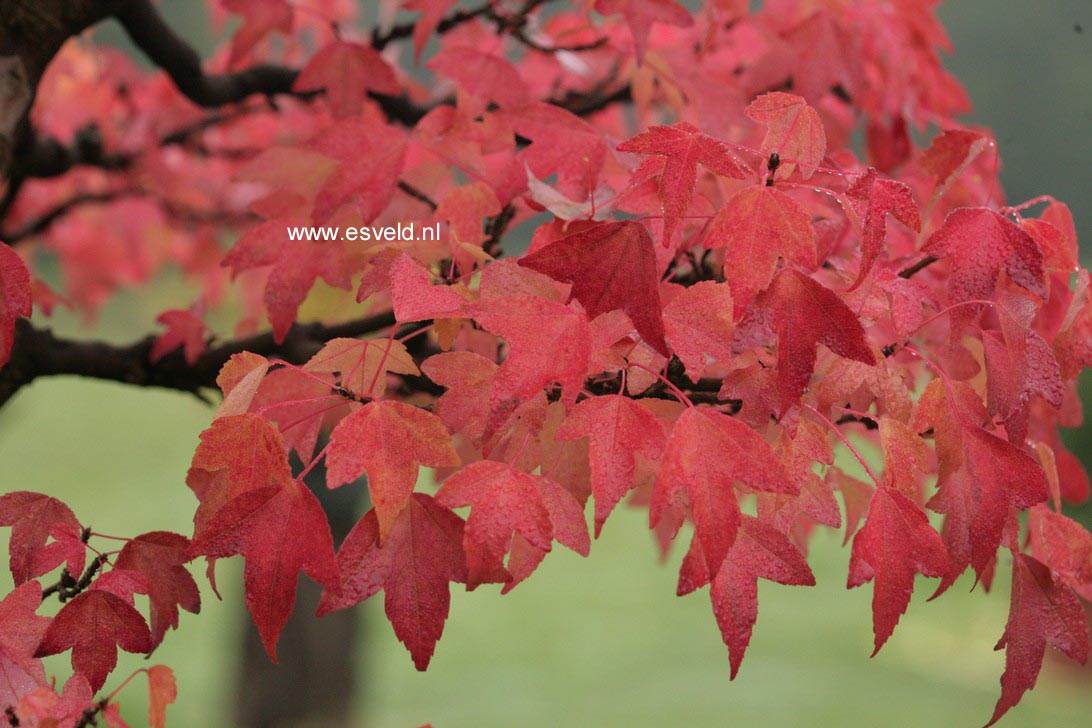 Acer buergerianum