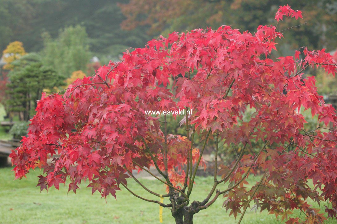 Acer palmatum 'Ohsakazuki'