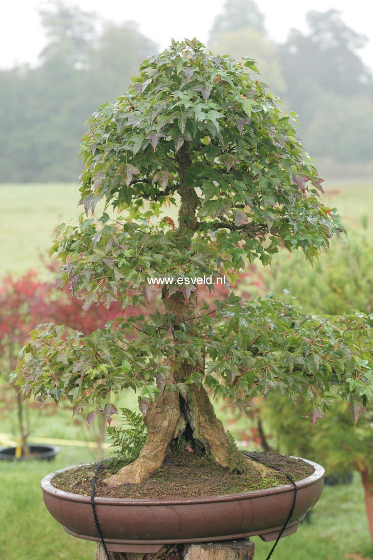 Acer buergerianum