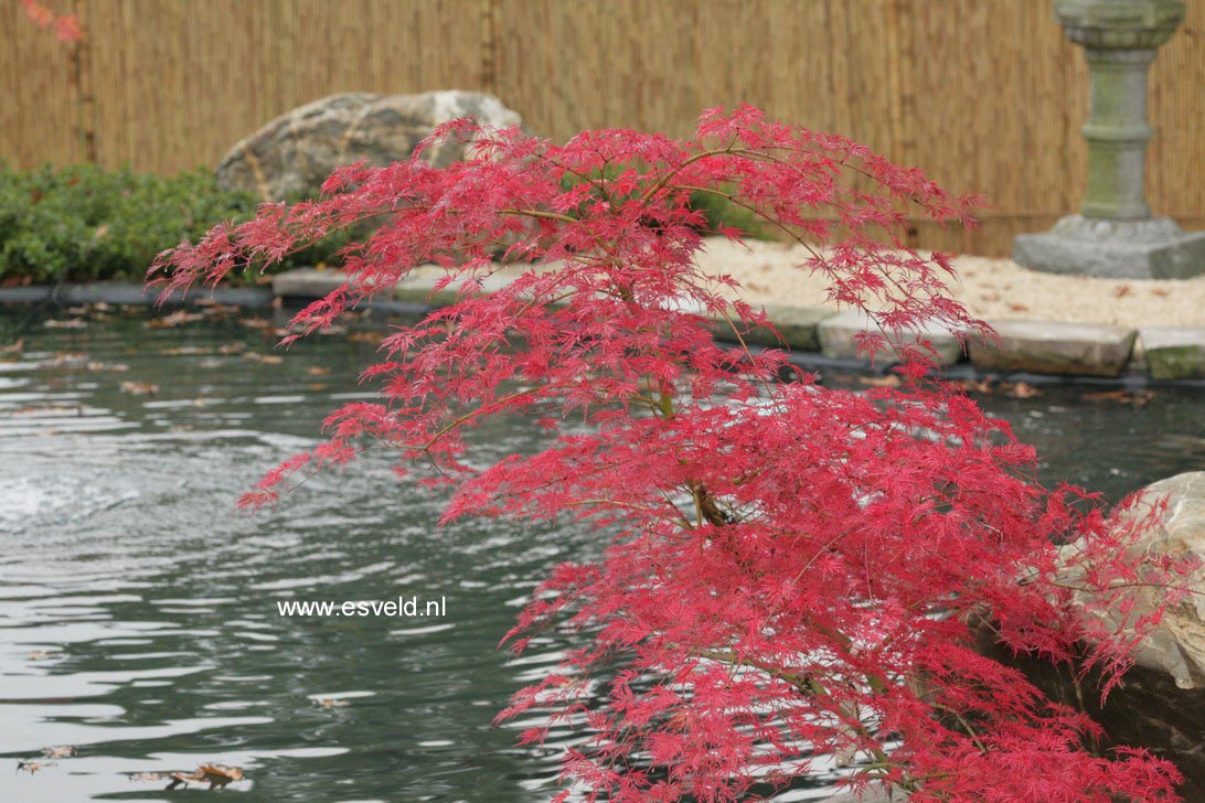 Acer palmatum 'Emerald Lace'