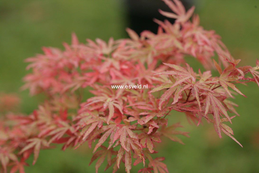 Acer palmatum 'Tennyo no hoshi'