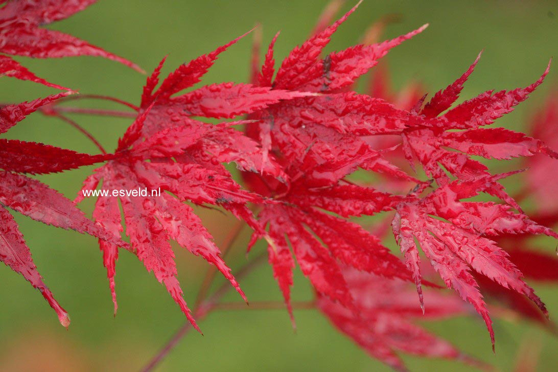 Acer palmatum 'Masu kagami'