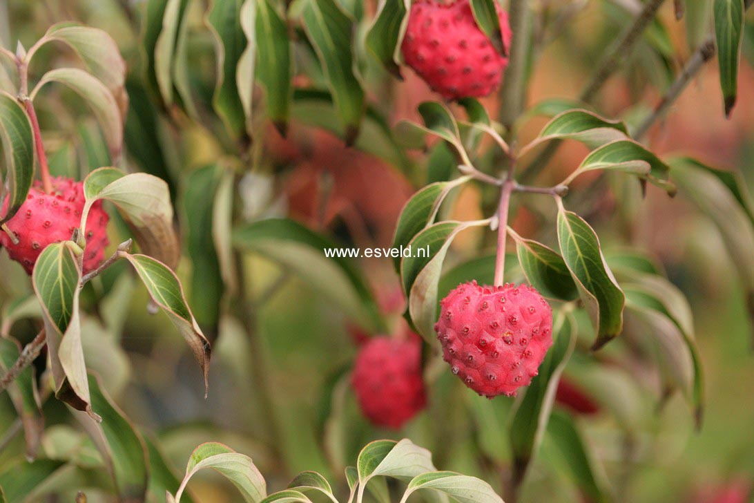 Cornus kousa 'All Summer'