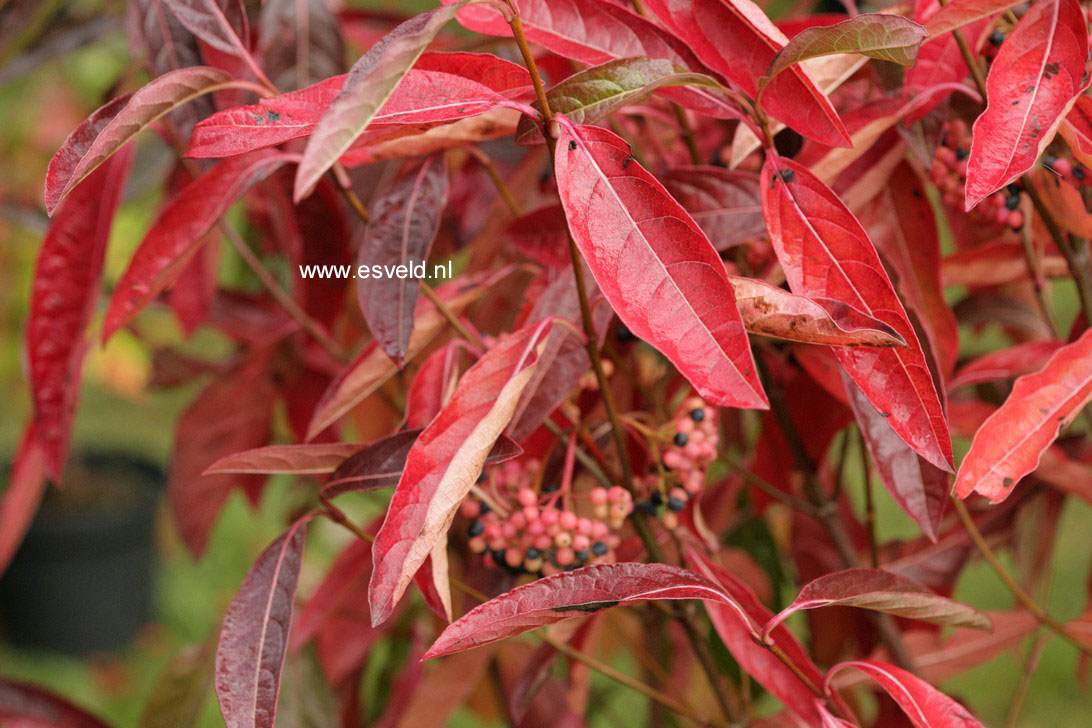 Viburnum nudum 'Pink Beauty'