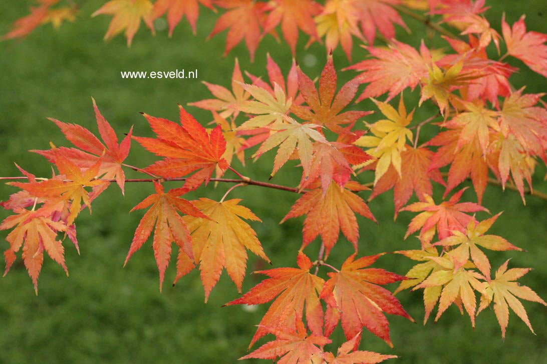 Acer palmatum 'Mirte'