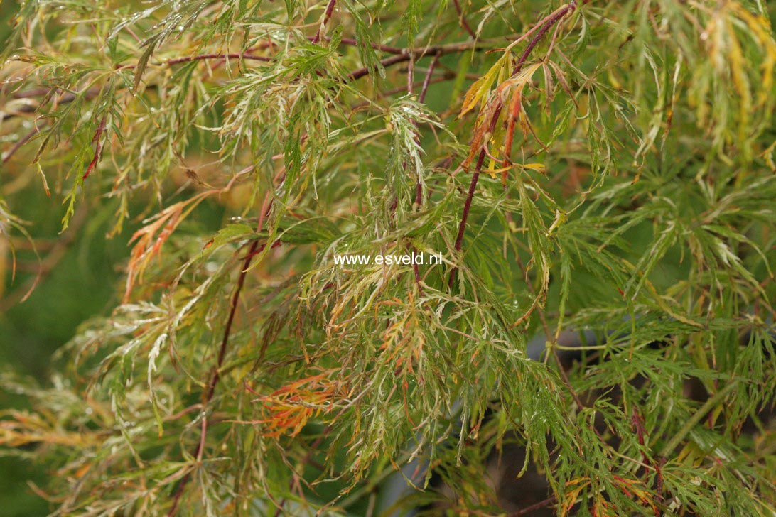 Acer palmatum 'Beni shidare'